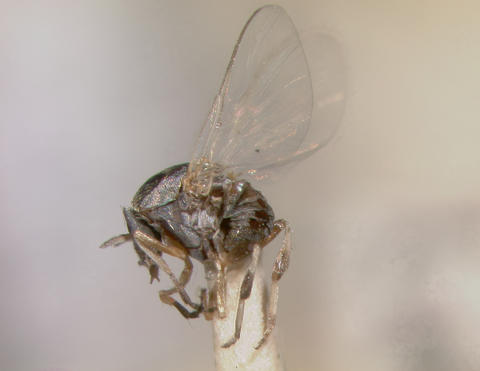 10047.haematopotum_nmnh_lectotype_female15414_mx_f_lateral_3x.jpg