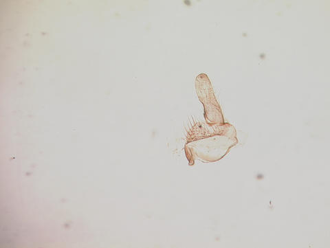 10058.kompi-nmnh-holotype-male-697-9-guat.-m--gonostyle-10x.jpg